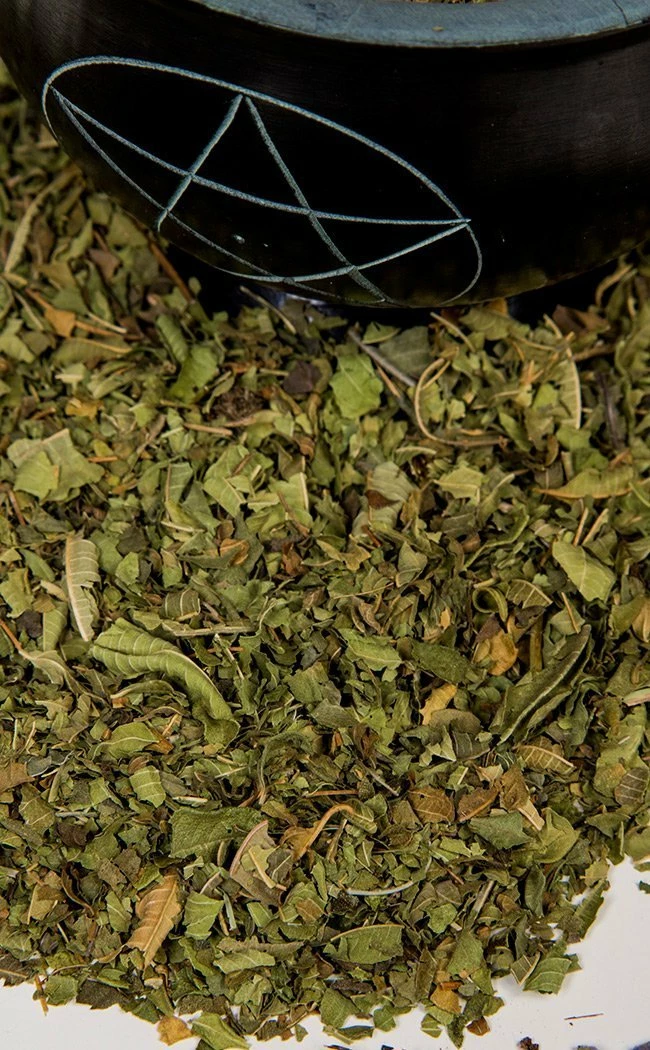 Witch Herbs Lemon Verbena | Witchcraft Herbs 3 Witch Herbs Lemon Verbena | Witchcraft Herbs